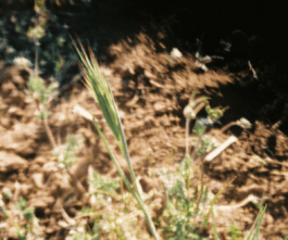grassroot