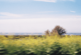 grassroot