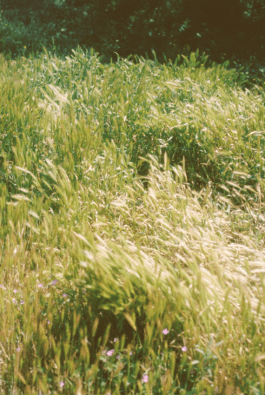 grassroot